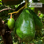Tropical Avocado Fruit Plant Sale