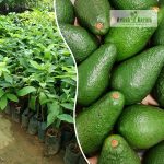 avacado-pinkerton-fruit-plant