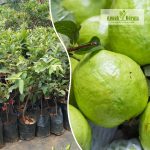 thai-7-guava-fruit-plant