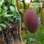 King of Chakapat Mango Plants