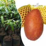 Yuwen Mango Plant