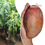 American Red Palmar Mango Plant Sale