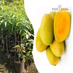 dasheri-mango-fruit-plant-online