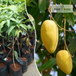 katimon-all-season-thailand-mango-plant