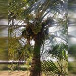 dxt green coconut