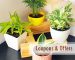 offers and coupons - AyushKerala